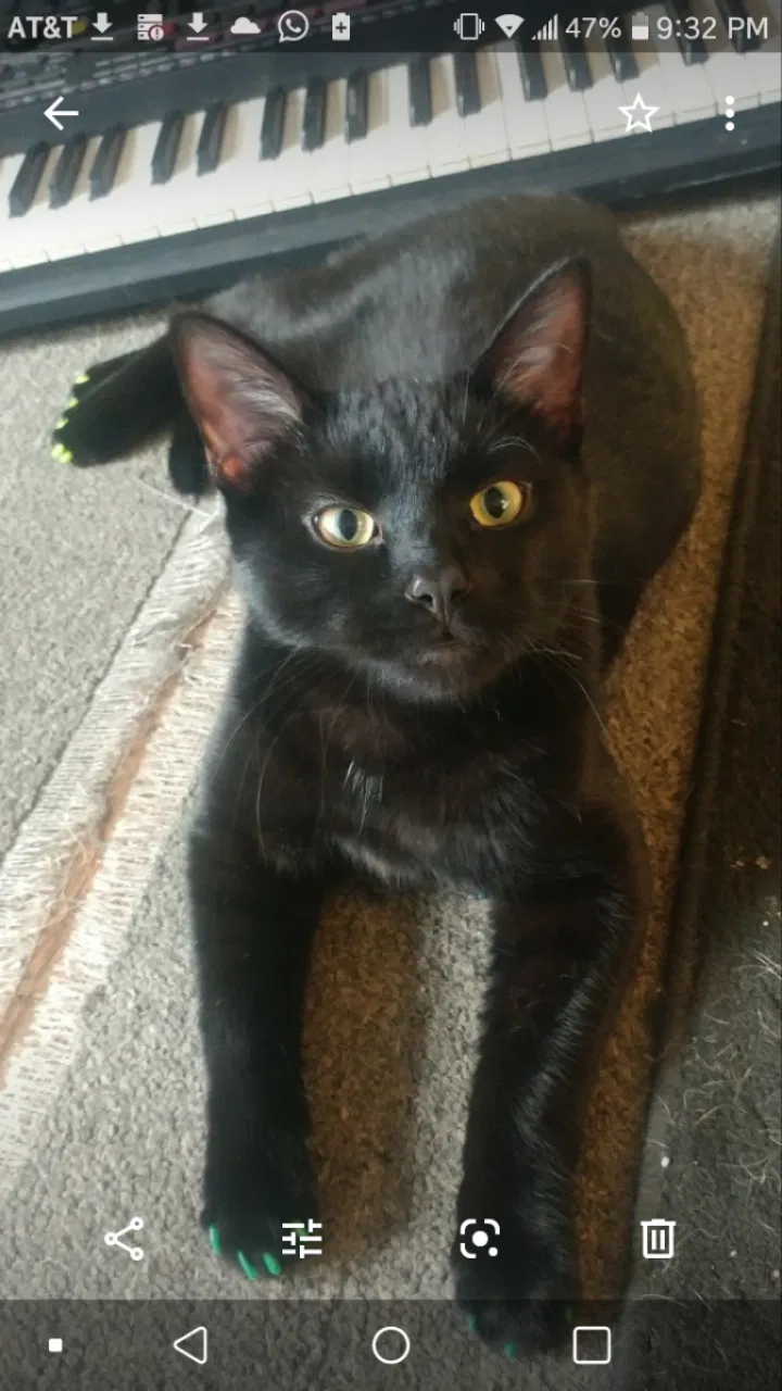 Lost cat in Sterling Heights, MI, 48310