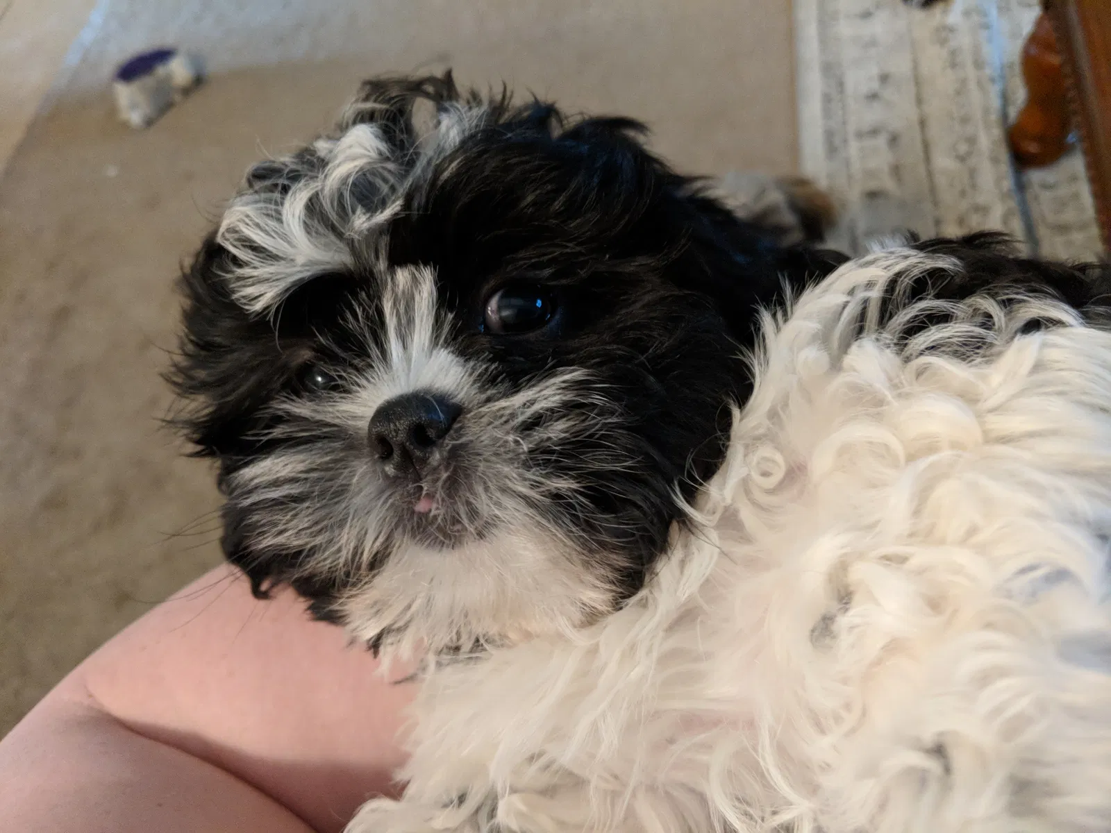 Lost dog in Tucson, AZ, 85745