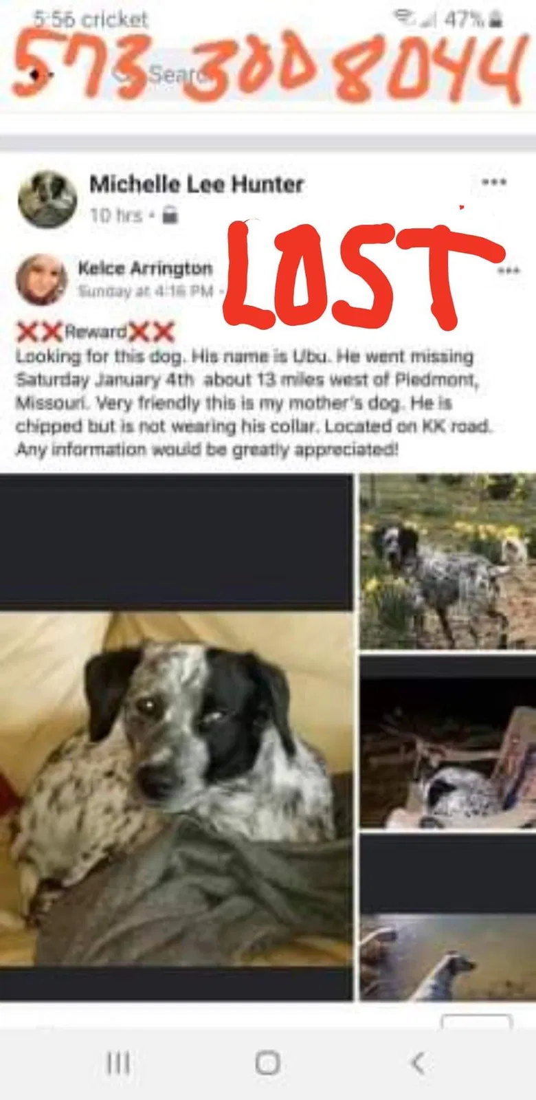 Lost dog in Piedmont, MO, 63957