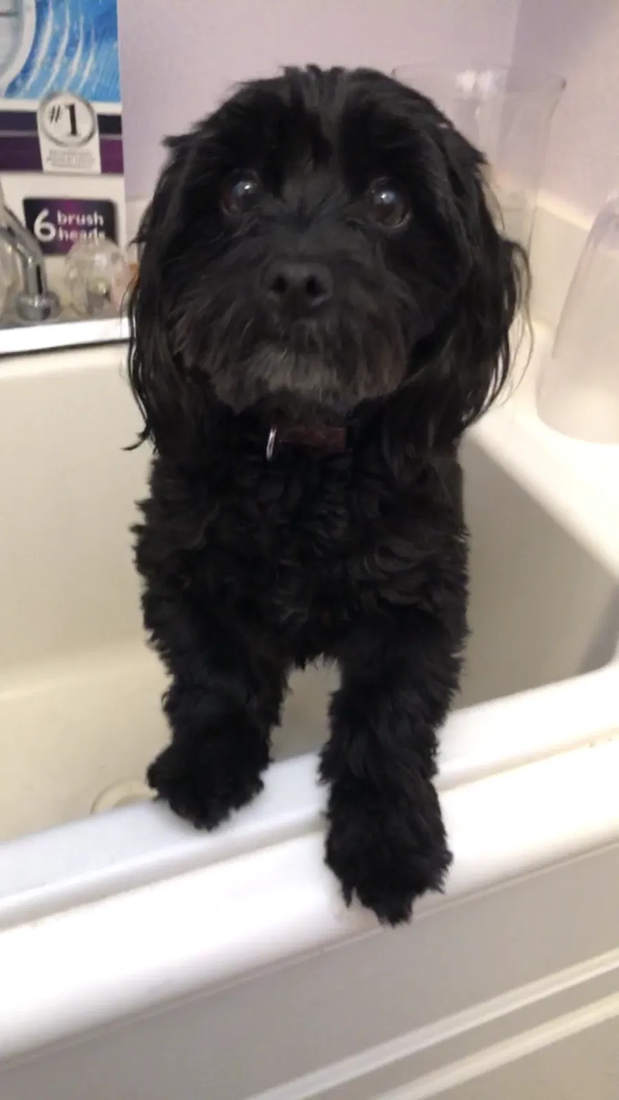 Lost dog in Escondido, CA, 92026