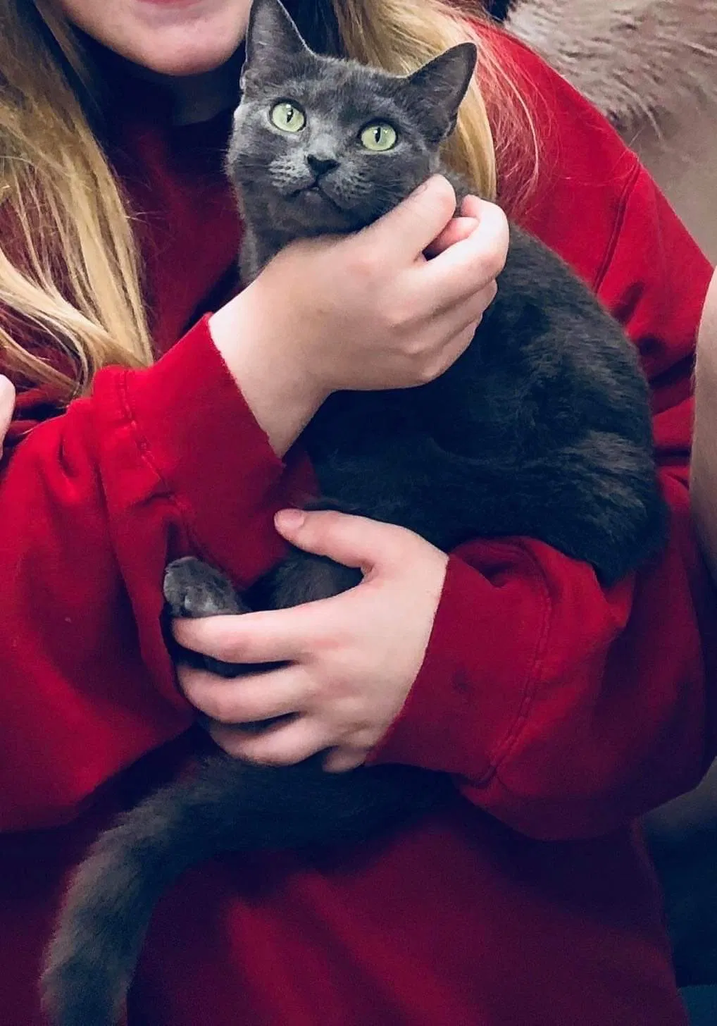 Lost cat in Saint Petersburg, FL, 33710