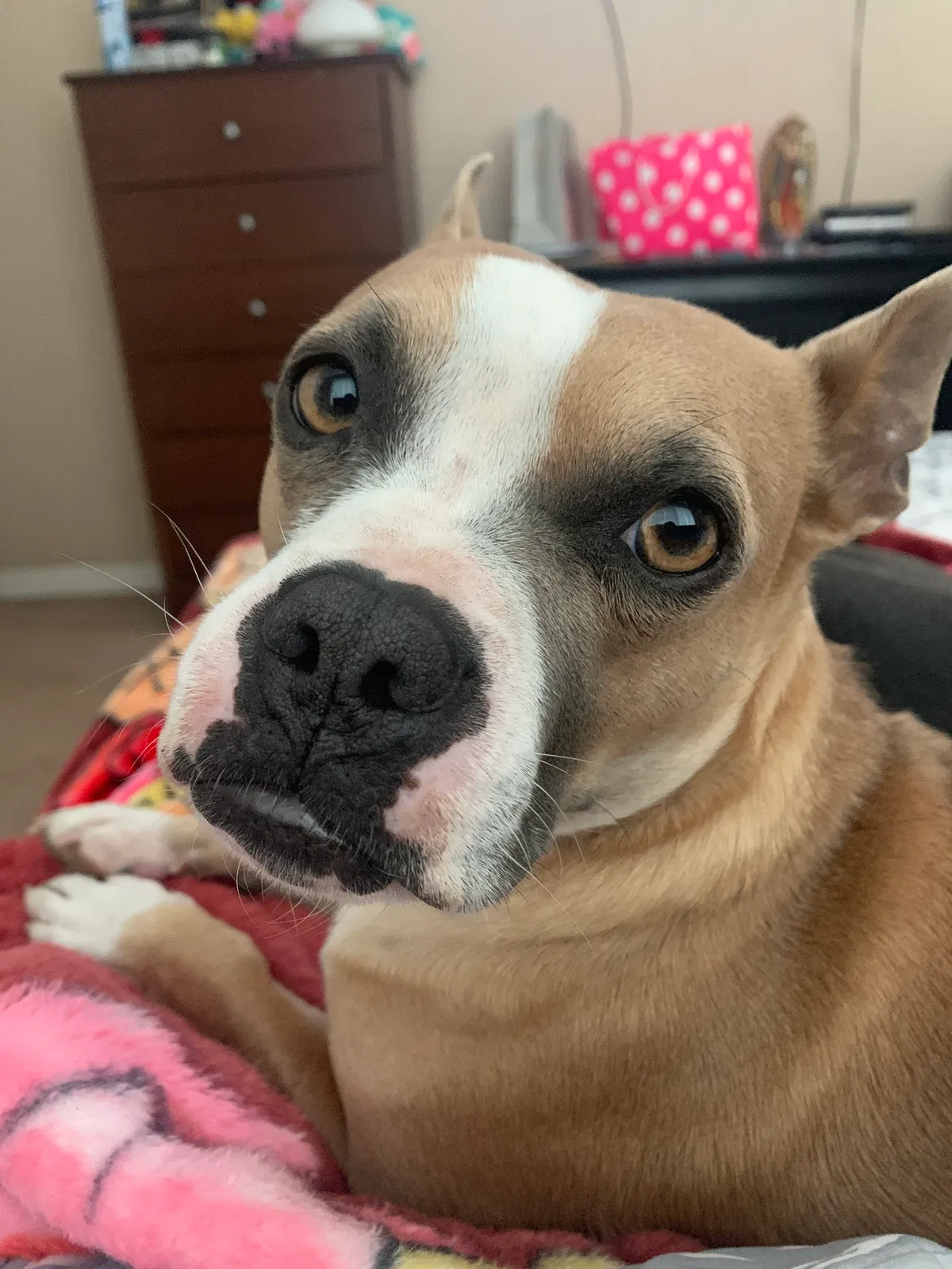 Lost dog in Bakersfield, CA, 93306