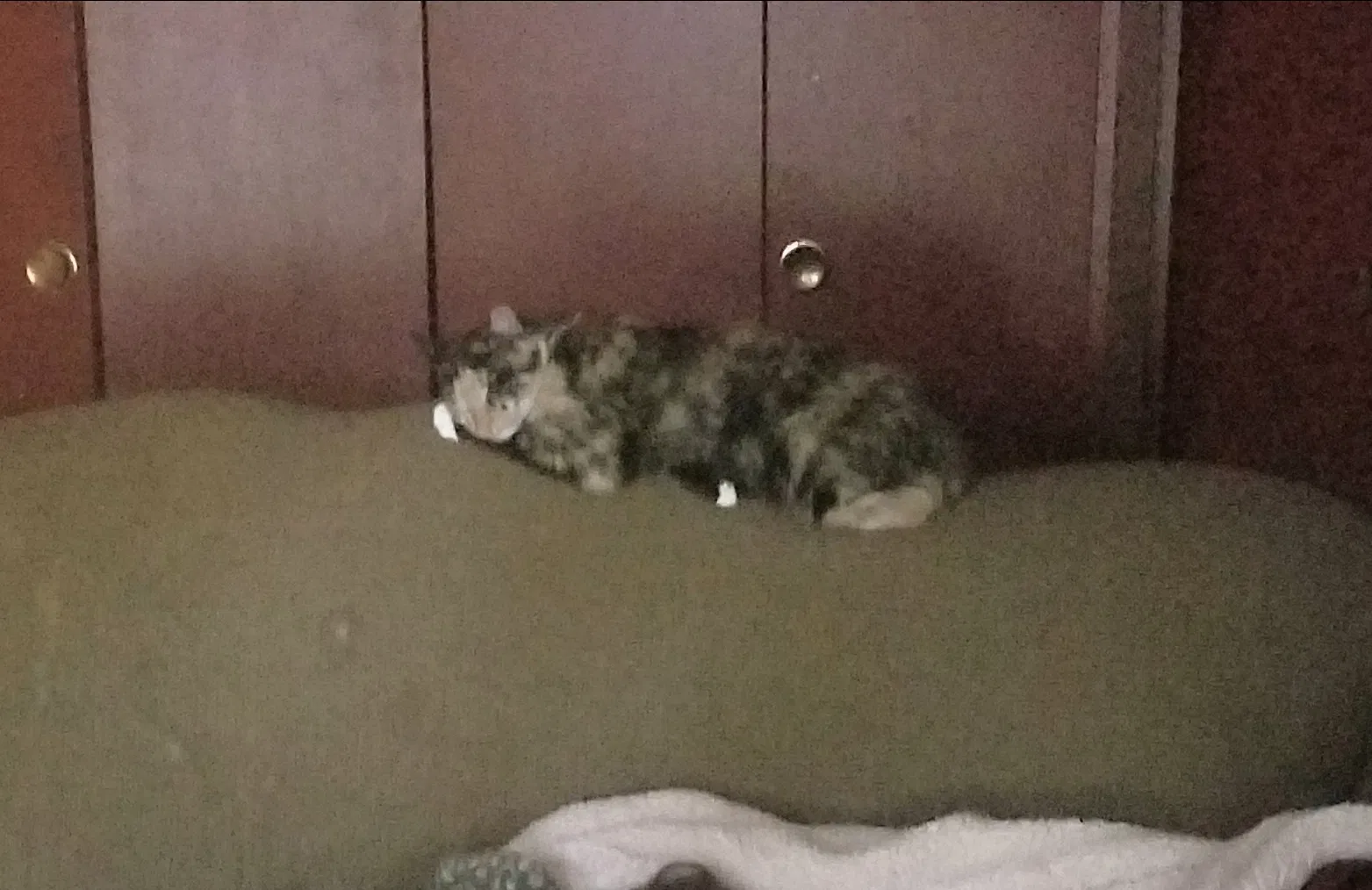 Lost cat in Pensacola, FL, 32506