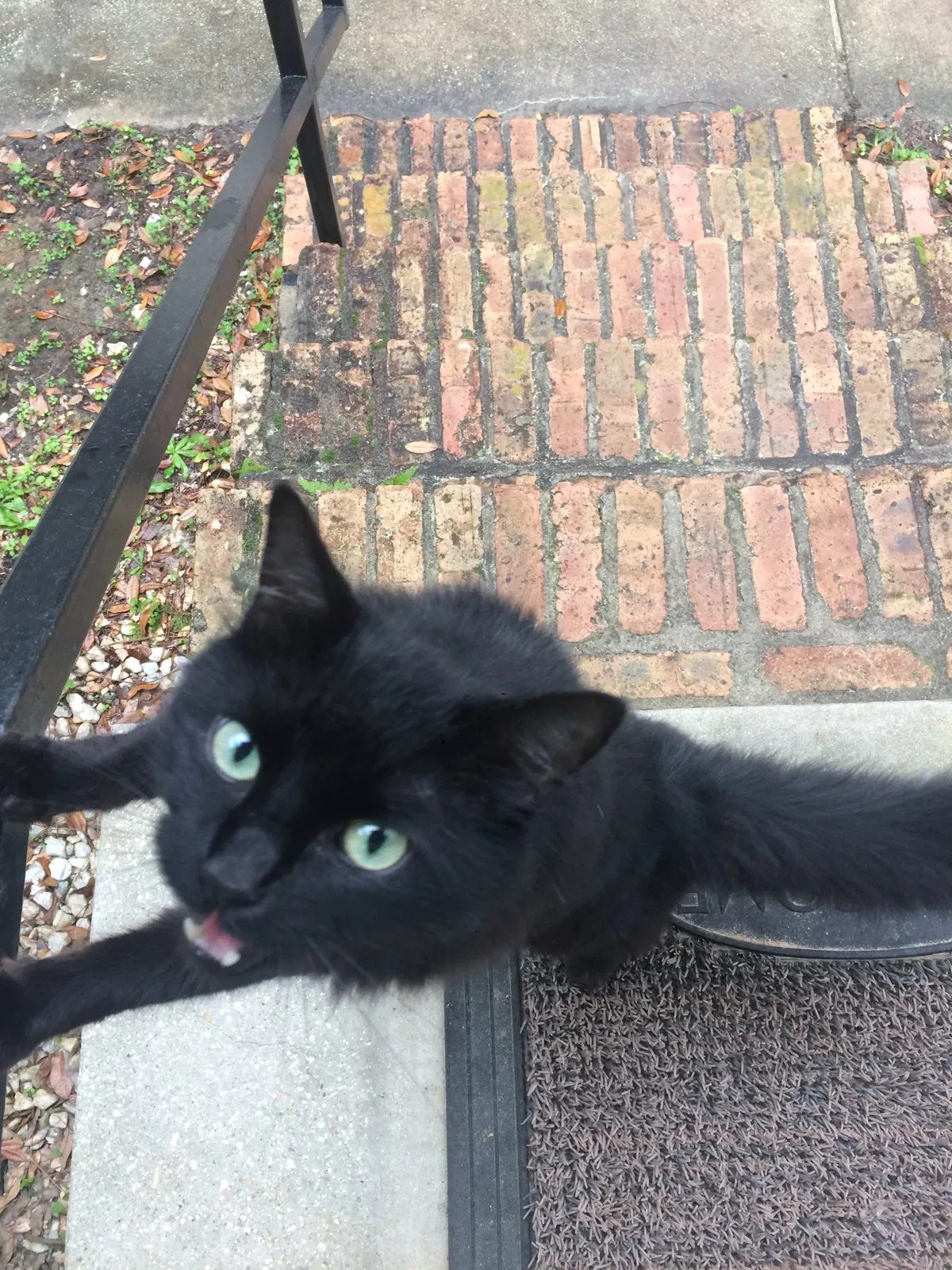 Lost cat in Fairhope, AL, 36532