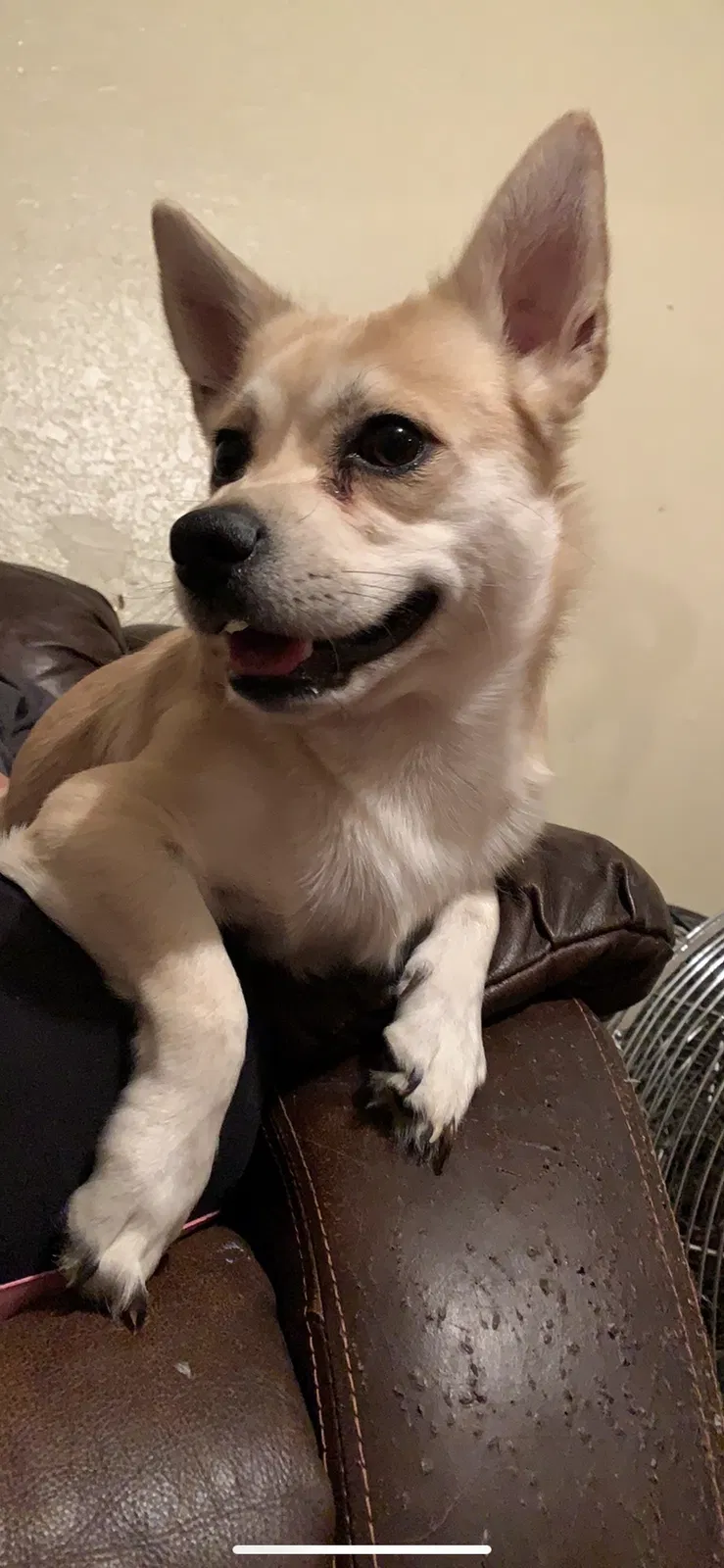 Lost dog in Bakersfield, CA, 93309