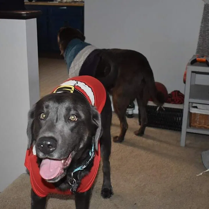 Lost dog in West Mansfield, OH, 43358