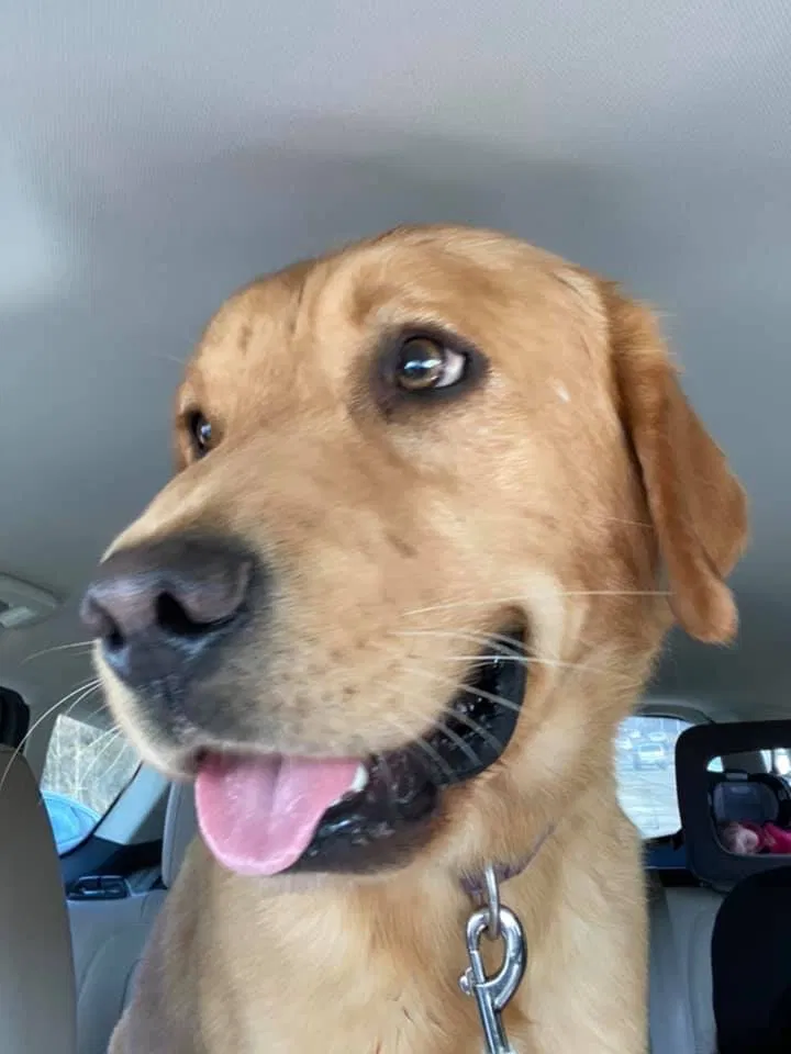 Lost dog in Carol Stream, IL, 60188