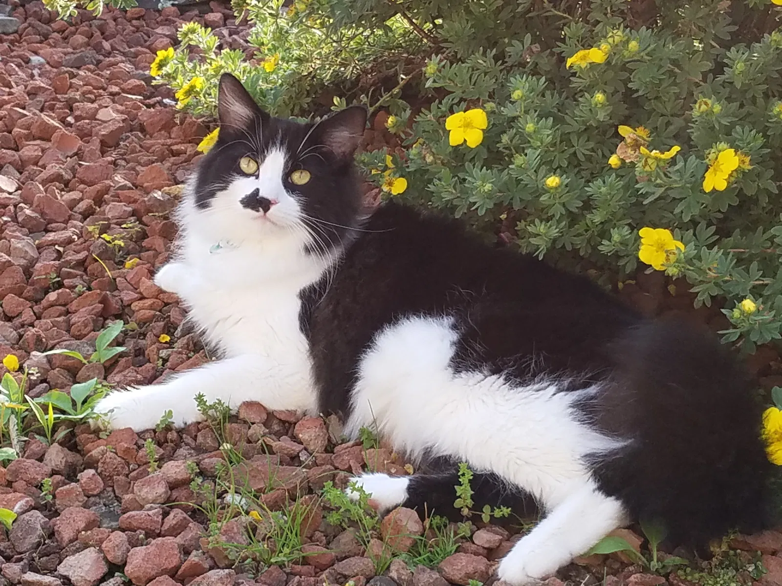 Lost cat in Coxsackie, NY, 12051