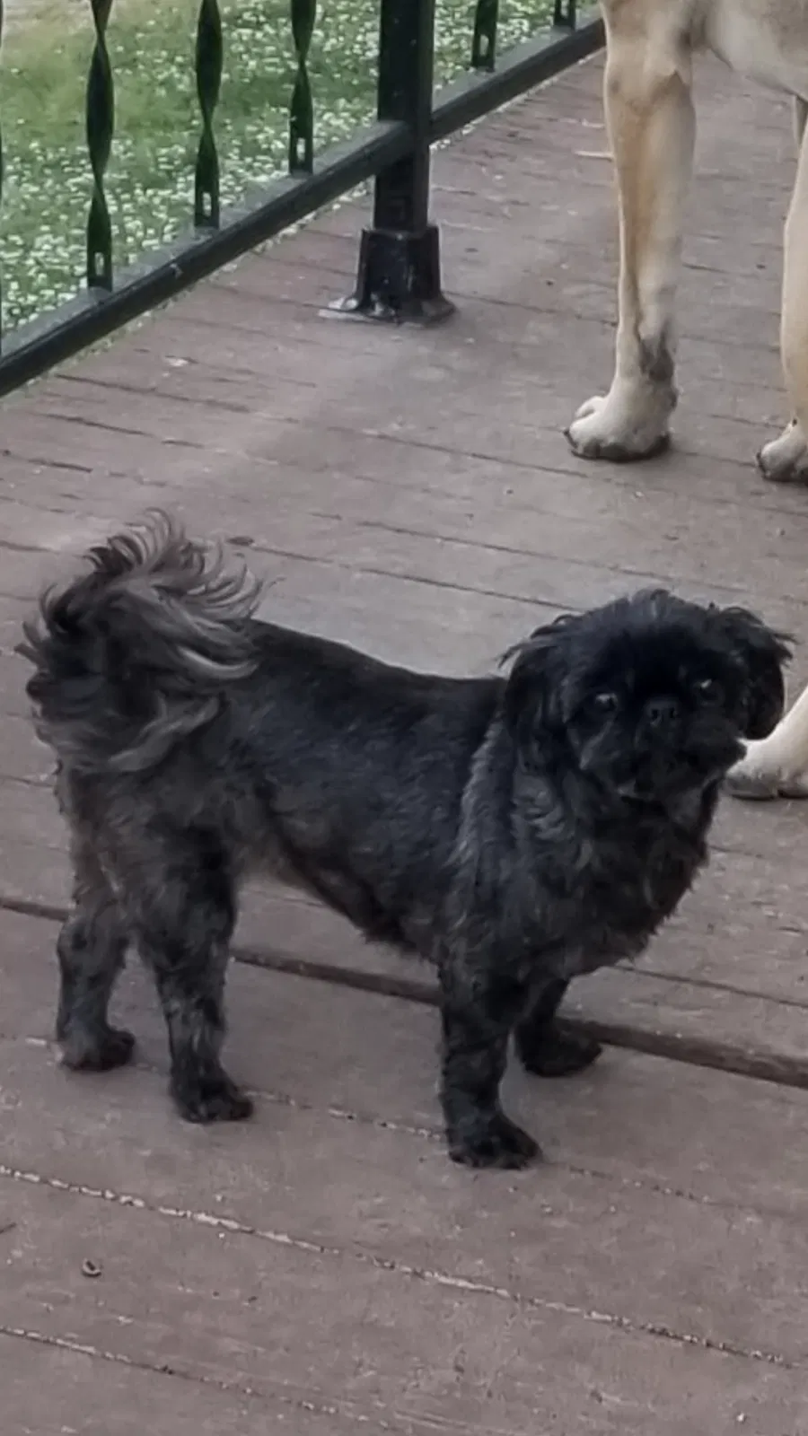 Lost dog in Chattanooga, TN, 37412