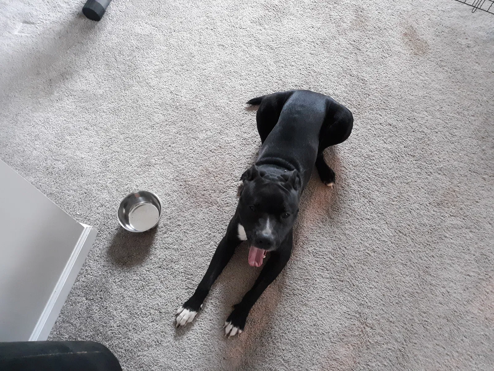Found dog in Middletown, OH, 45044