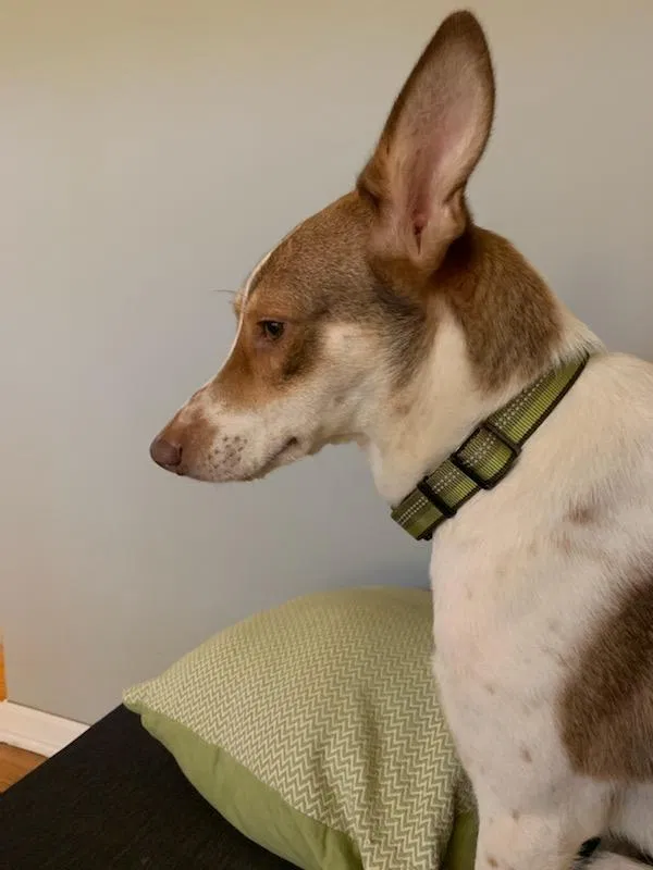 Lost dog in Chicago, IL, 60646
