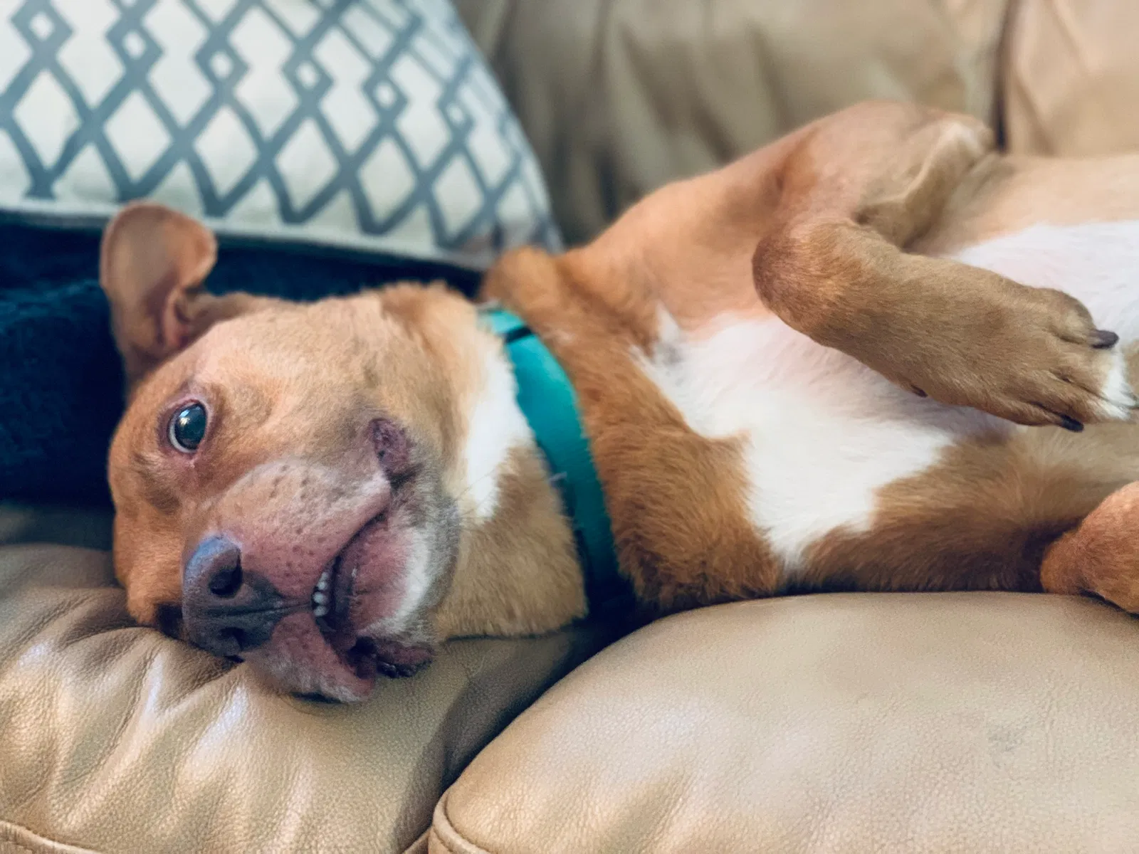 Lost dog in Asheboro, NC, 27205