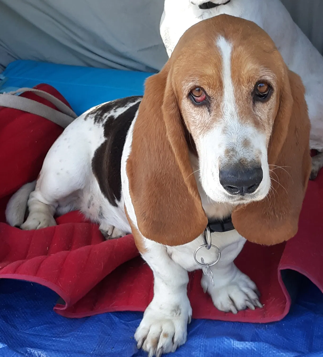 Lost dog in Madera, CA, 93638