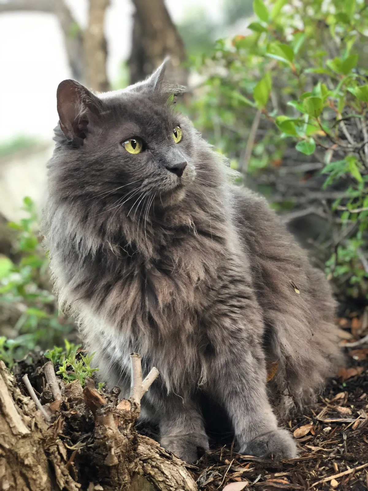 Lost cat in Burleson, TX, 76028