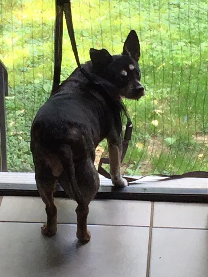 Lost dog in Lexington, KY, 40505