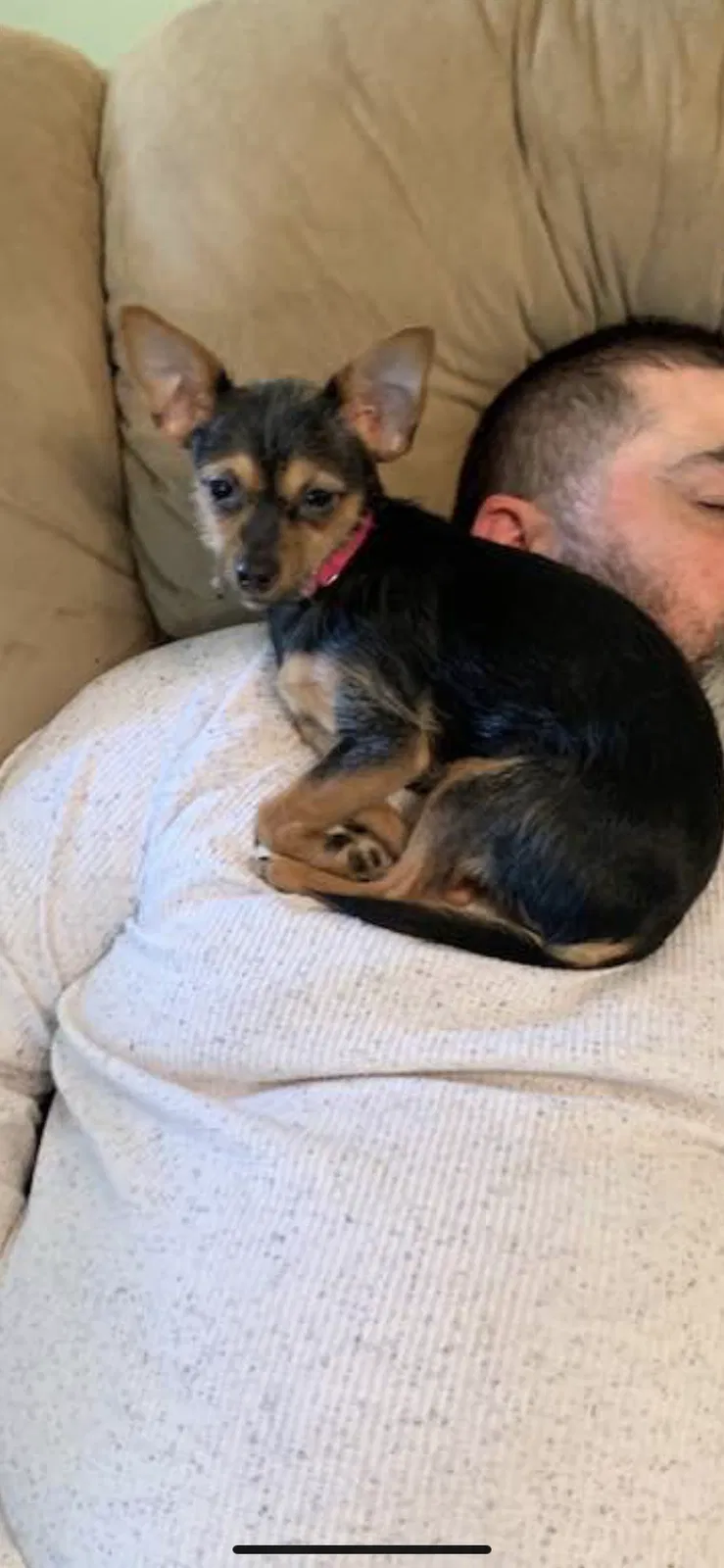 Lost dog in Warren, OH, 44483