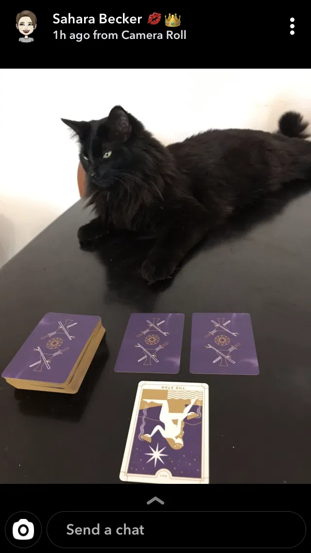 Lost cat in Saint Louis, MO, 63141