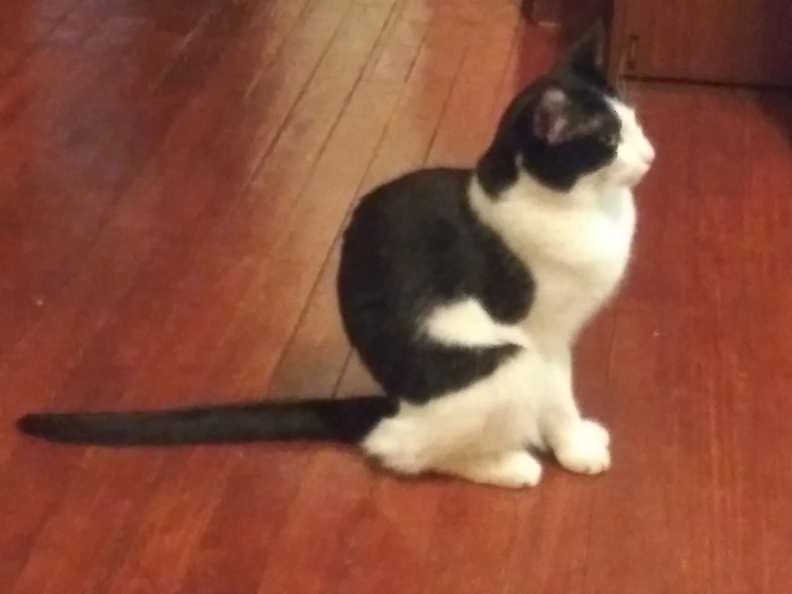 Lost cat in Saint Louis, MO, 63139