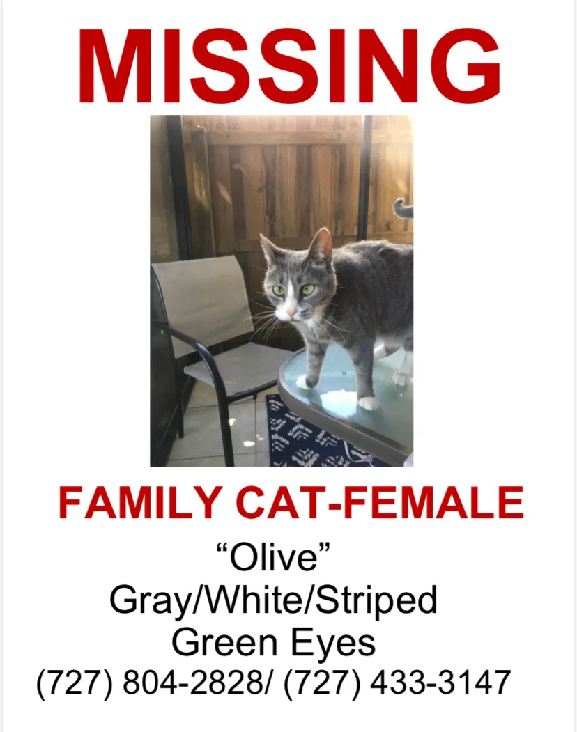 Lost cat in Safety Harbor, FL, 34695