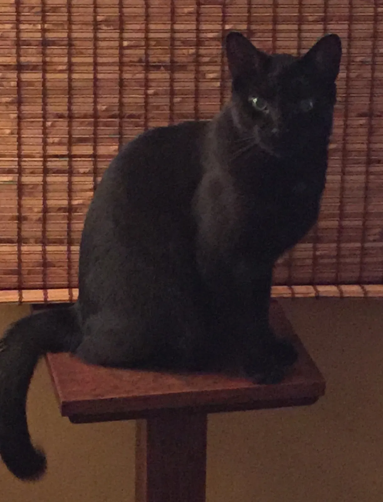 Lost cat in Toledo, OH, 43615