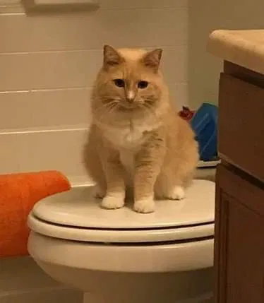Lost cat in Prattville, AL, 36067