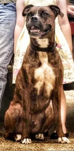 Lost dog in Ozark, AL, 36360