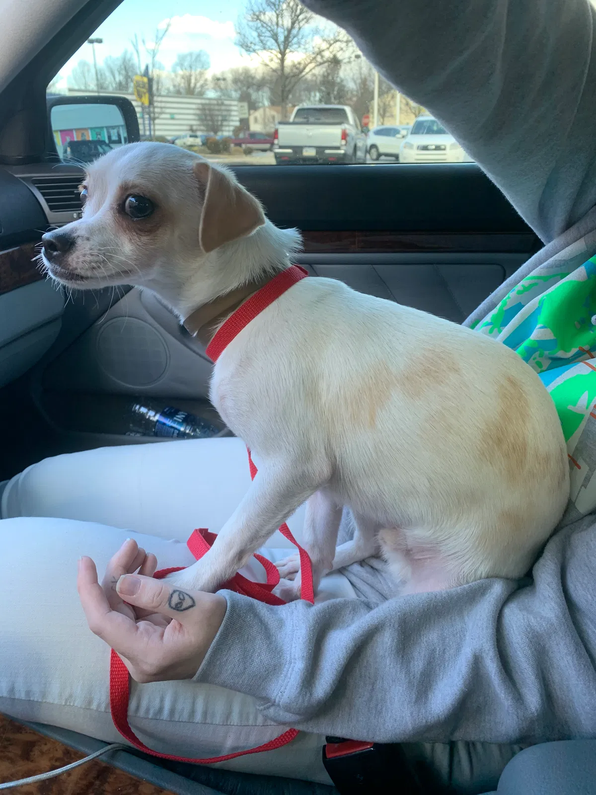 Found dog in Philadelphia, PA, 19143