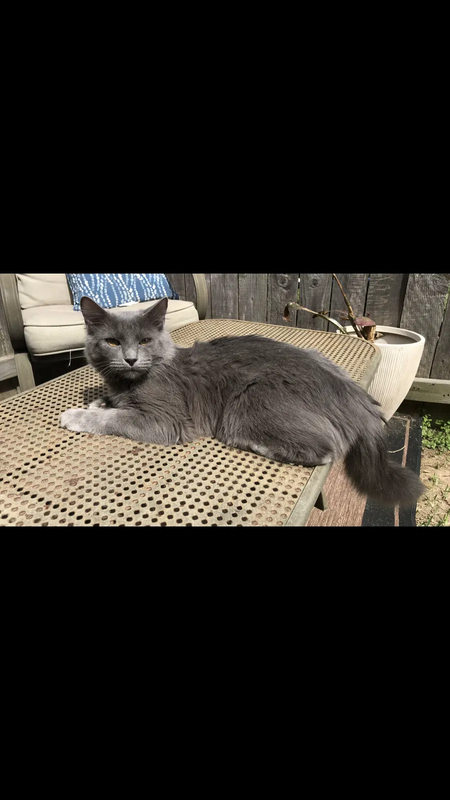 Lost cat in Cypress, TX, 77433
