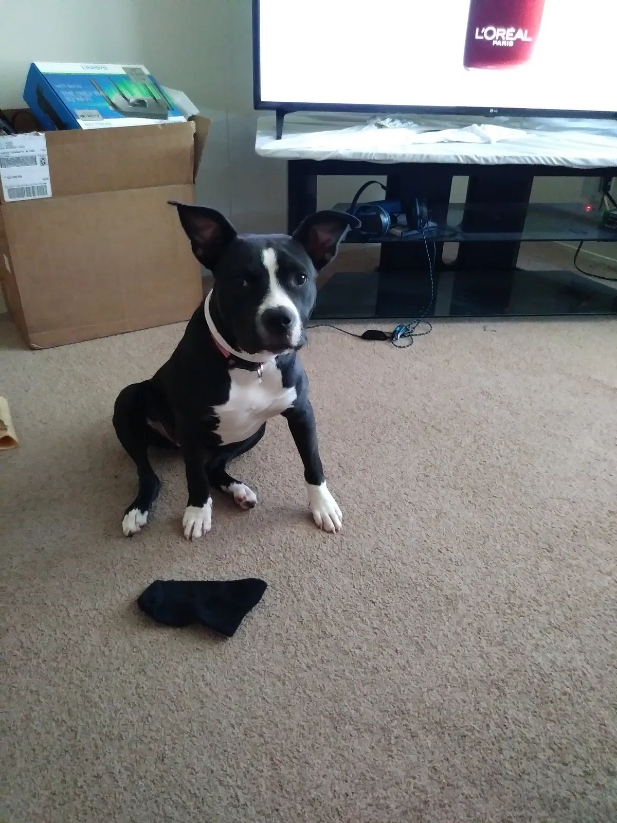 Lost dog in Detroit, MI, 48205