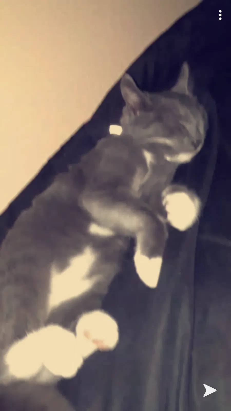 Lost cat in Ventura, CA, 93001
