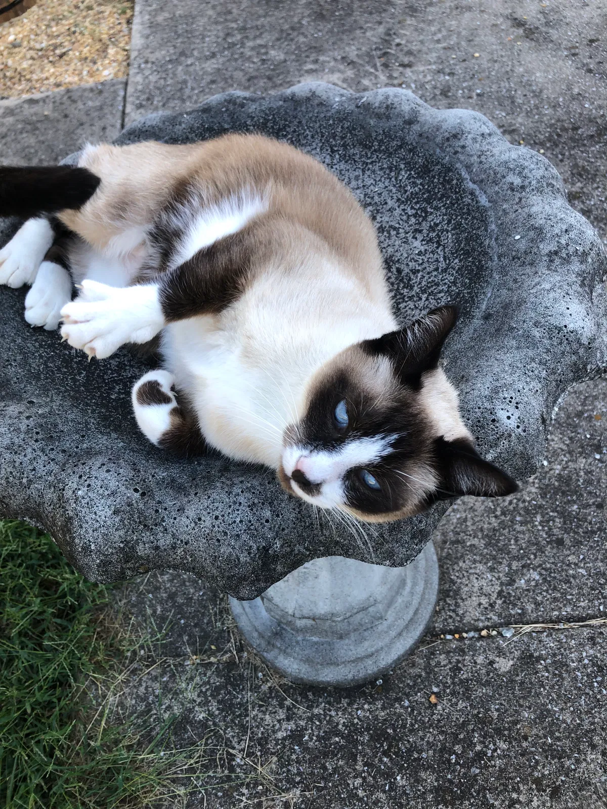 Lost cat in Bethpage, TN, 37022