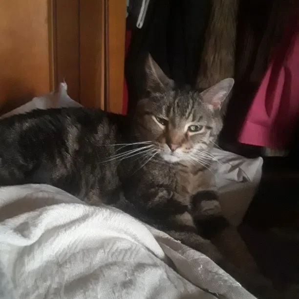 Lost cat in Bettendorf, IA, 52722