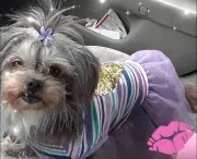 Lost dog in Killeen, TX, 76541