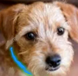 Lost dog in Weatherford, TX, 76087