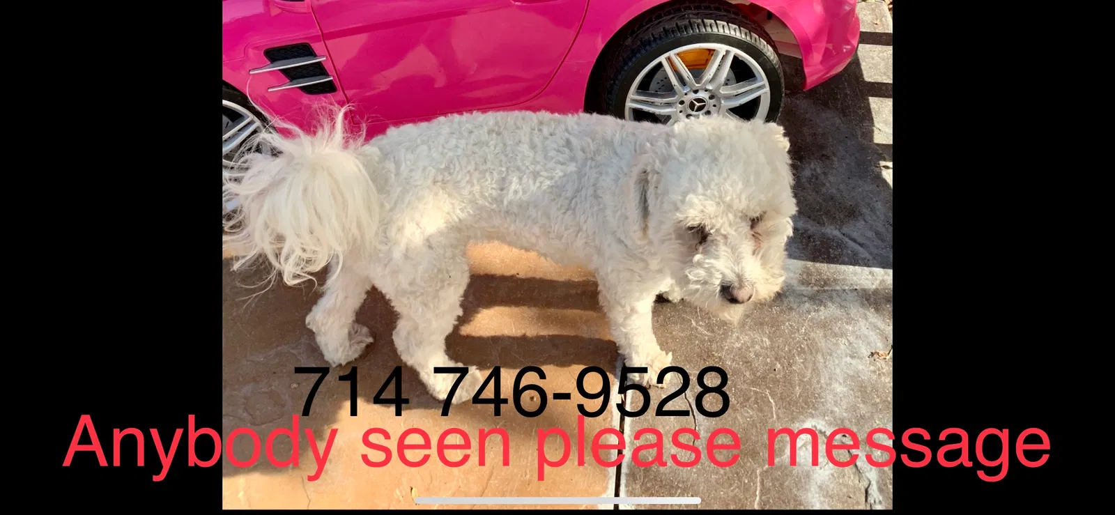 Lost dog in Fullerton, CA, 92833