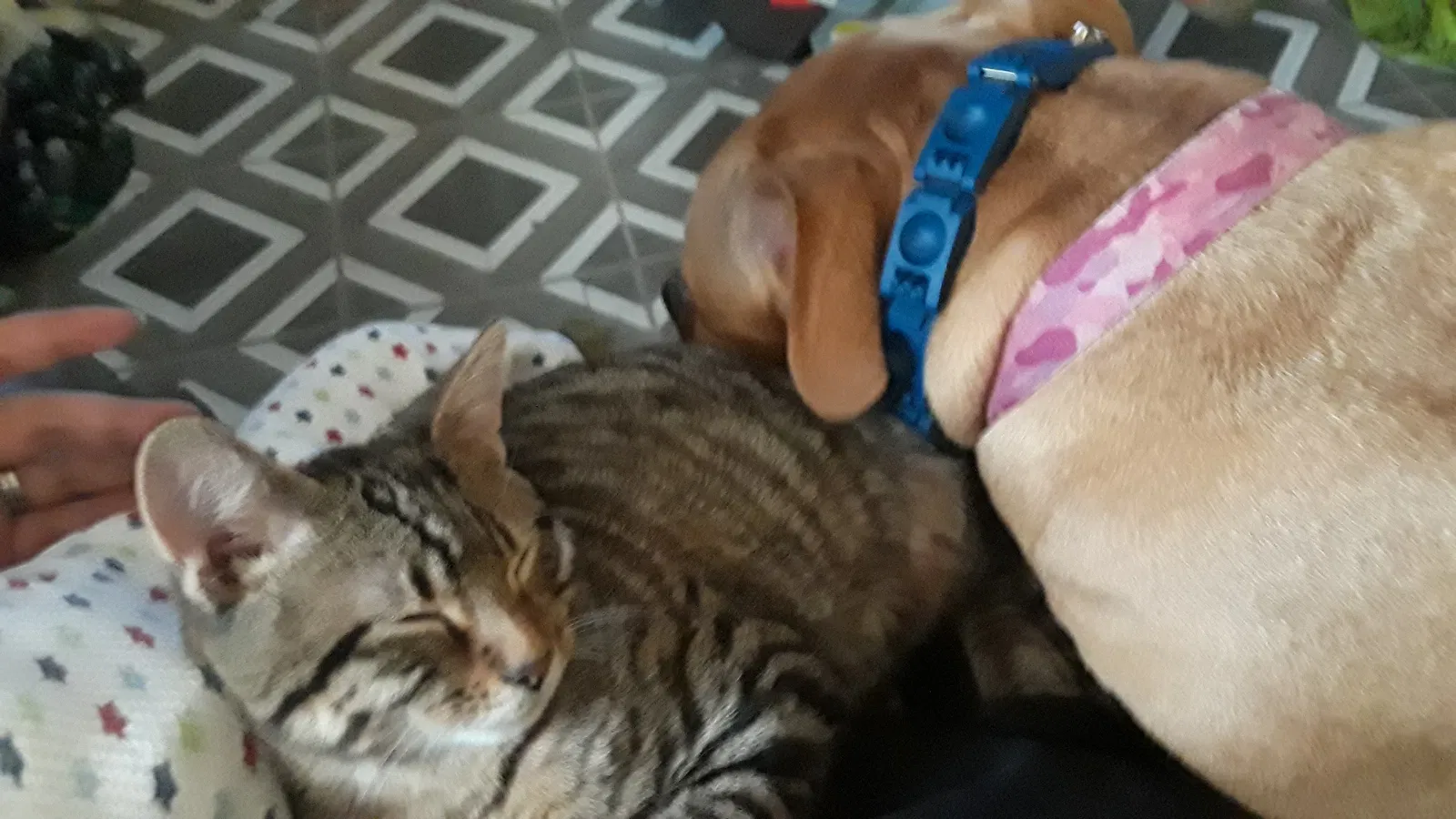 Lost cat in Bettendorf, IA, 52722