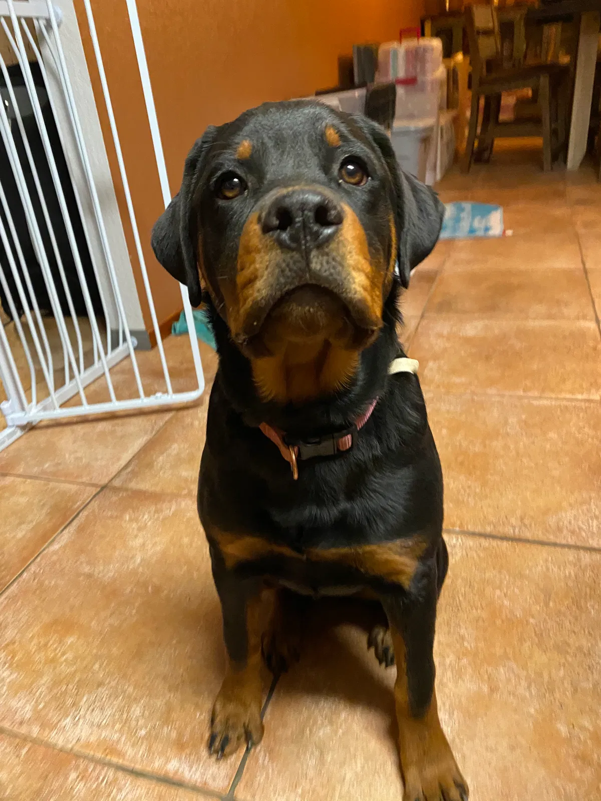 Lost dog in Mira Loma, CA, 91752