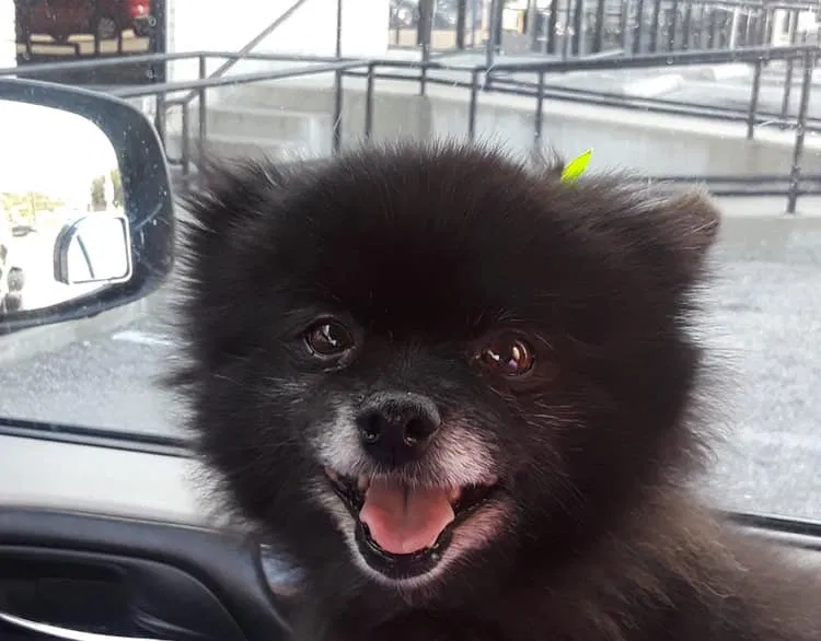 Lost dog in Killeen, TX, 76541