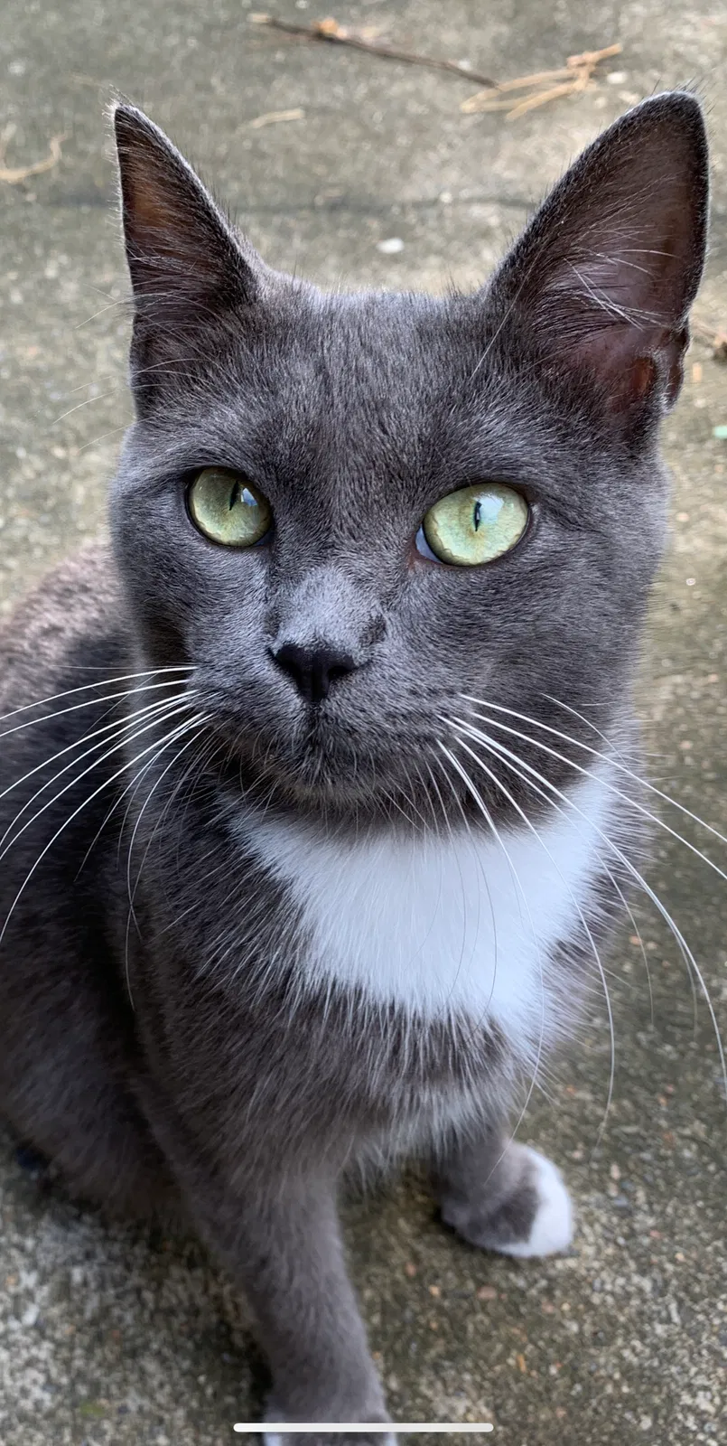 Lost cat in Acworth, GA, 30101