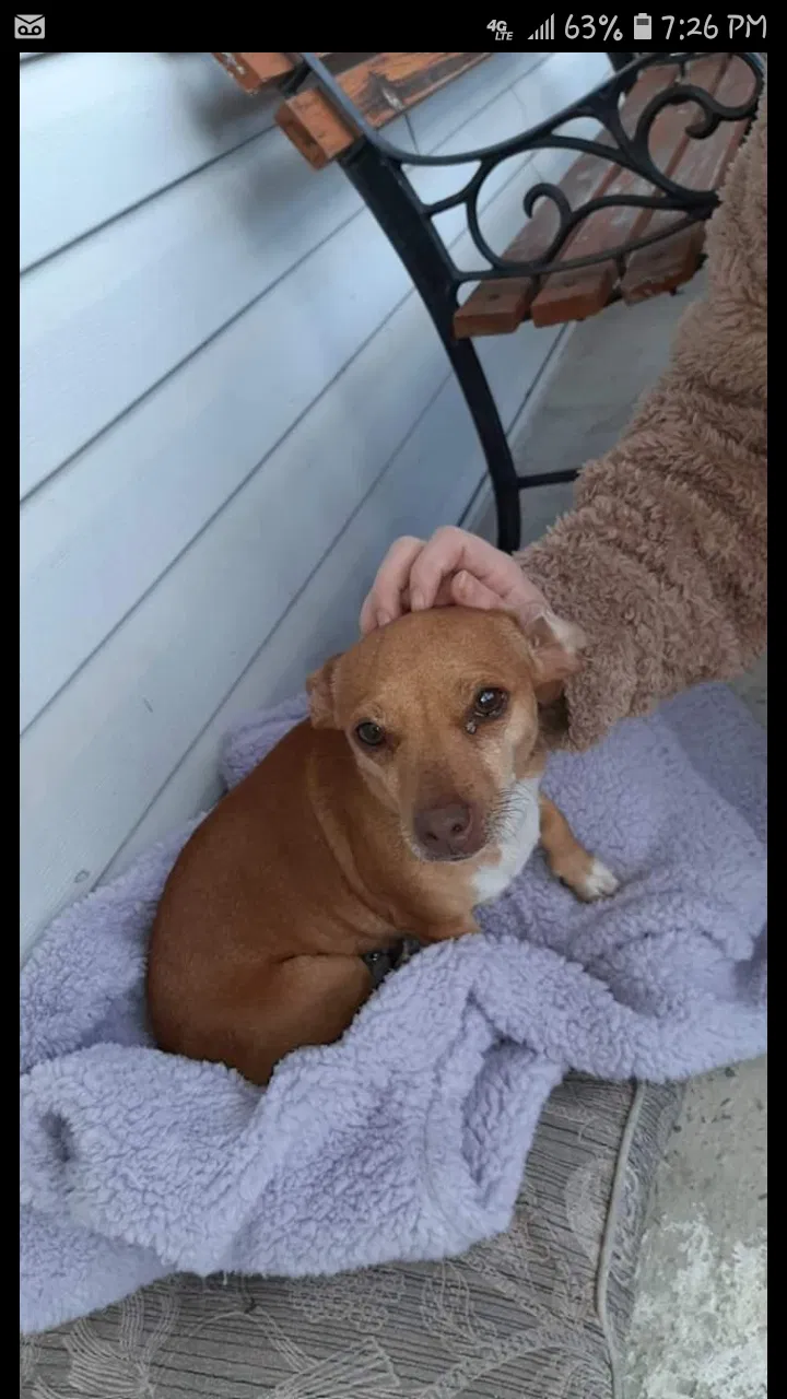 Lost dog in Tunnel Hill, GA, 30755