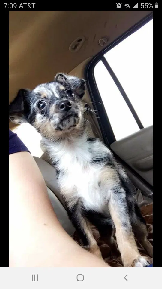 Lost dog in North Richland Hills, TX, 76180