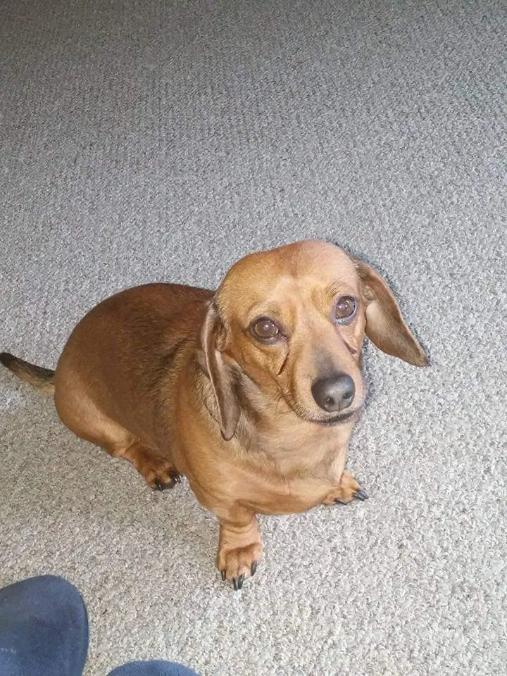 Lost dog in Springfield, OR, 97478