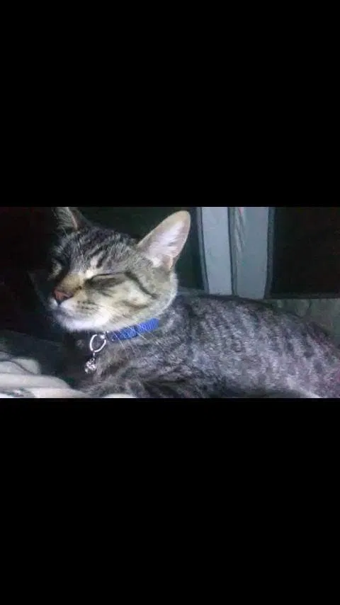 Lost cat in Portland, OR, 97217