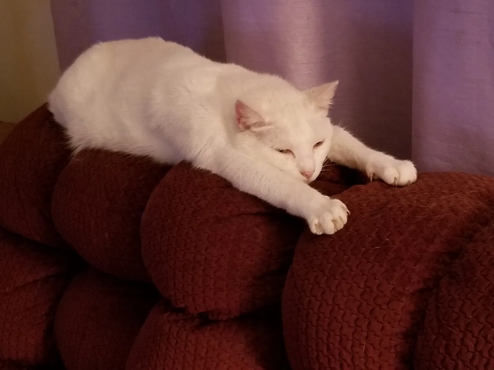 Lost cat in Vallejo, CA, 94589