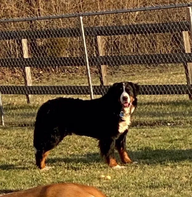 Lost dog in Chardon, OH, 44024