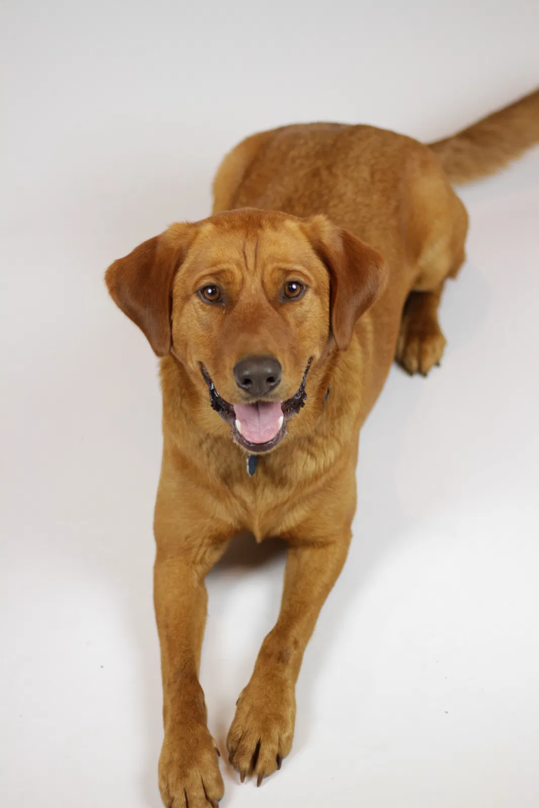 Lost dog in Ohatchee, AL, 36271