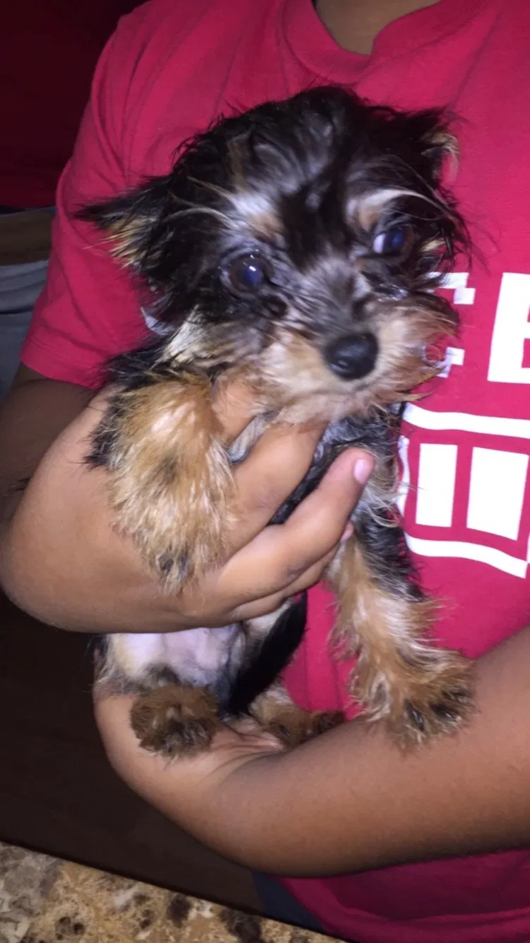 Lost dog in Hickory, NC, 28601