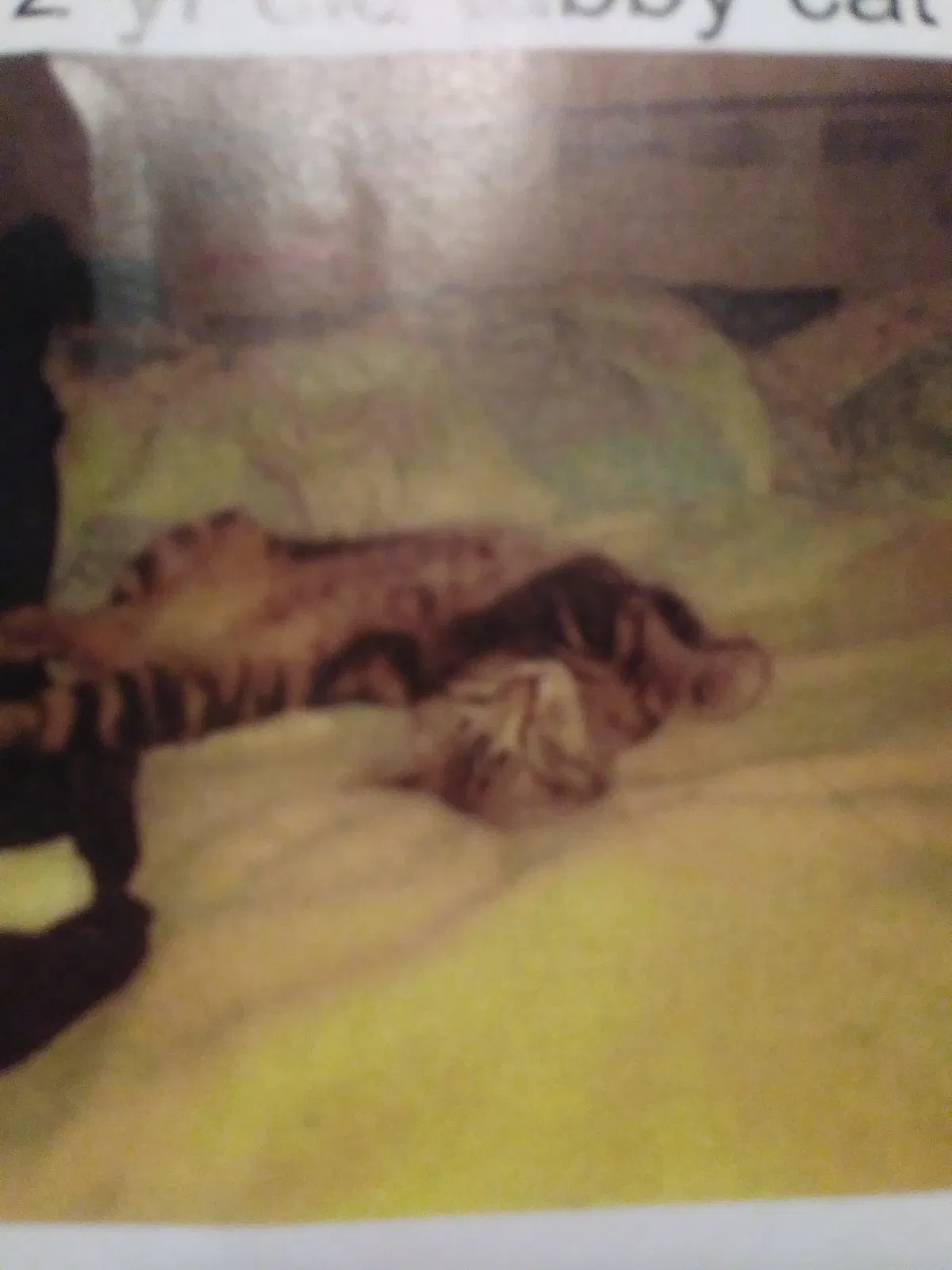 Lost cat in Waltham, MA, 2453