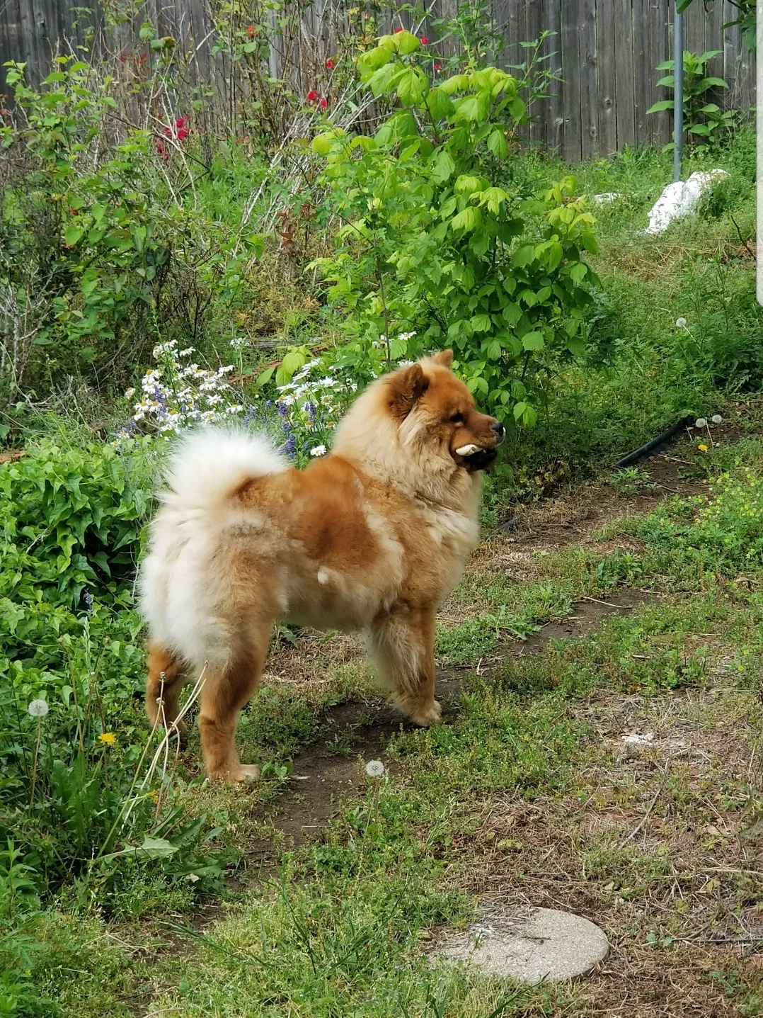 Lost dog in Tulsa, OK, 74128