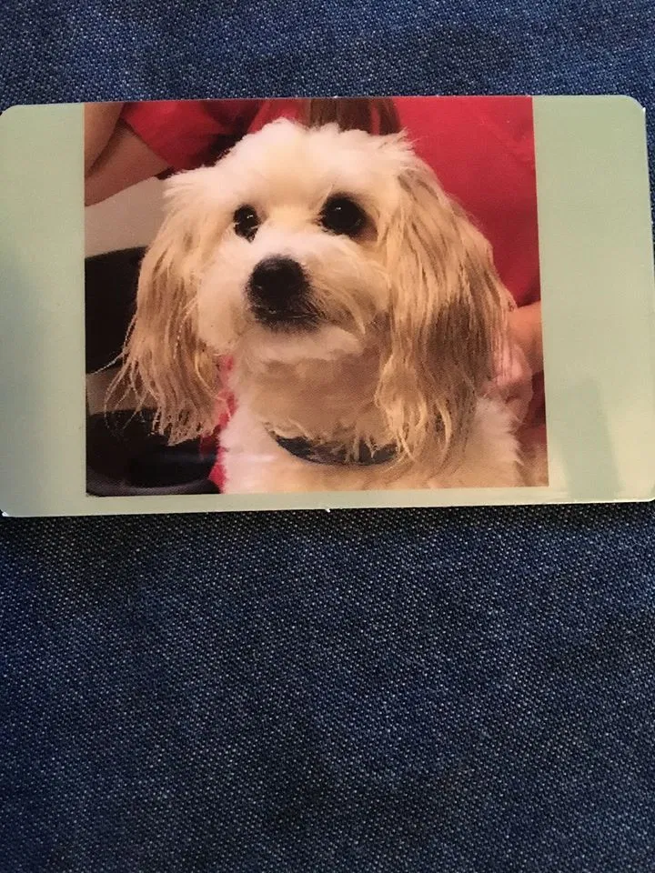 Lost dog in Biloxi, MS, 39532